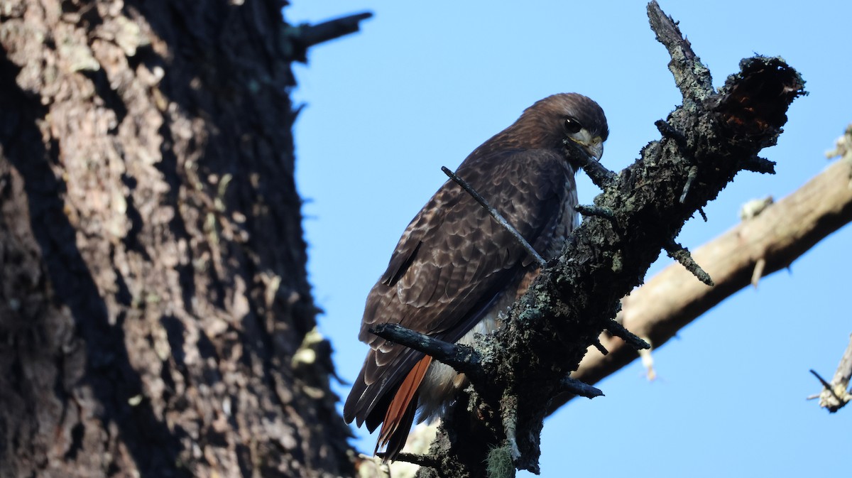 Red-tailed Hawk - ML646948140