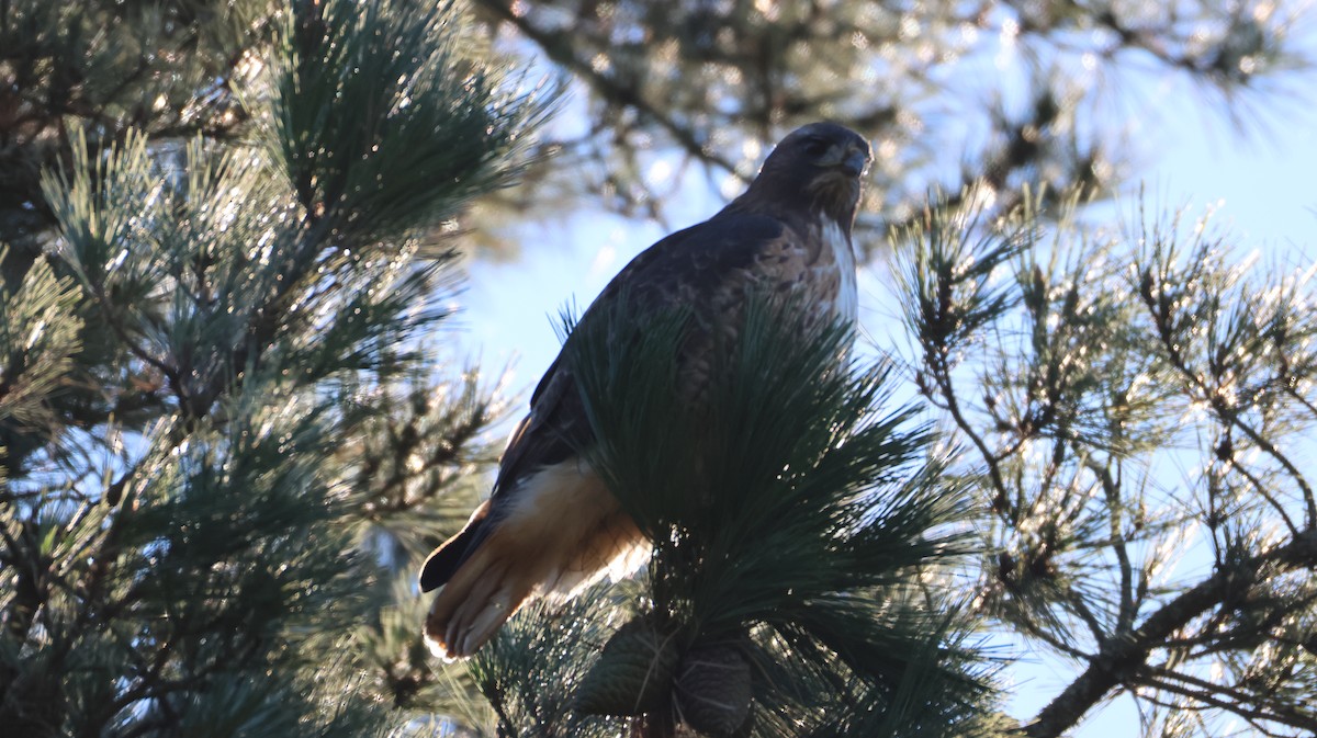Red-tailed Hawk - ML646948141
