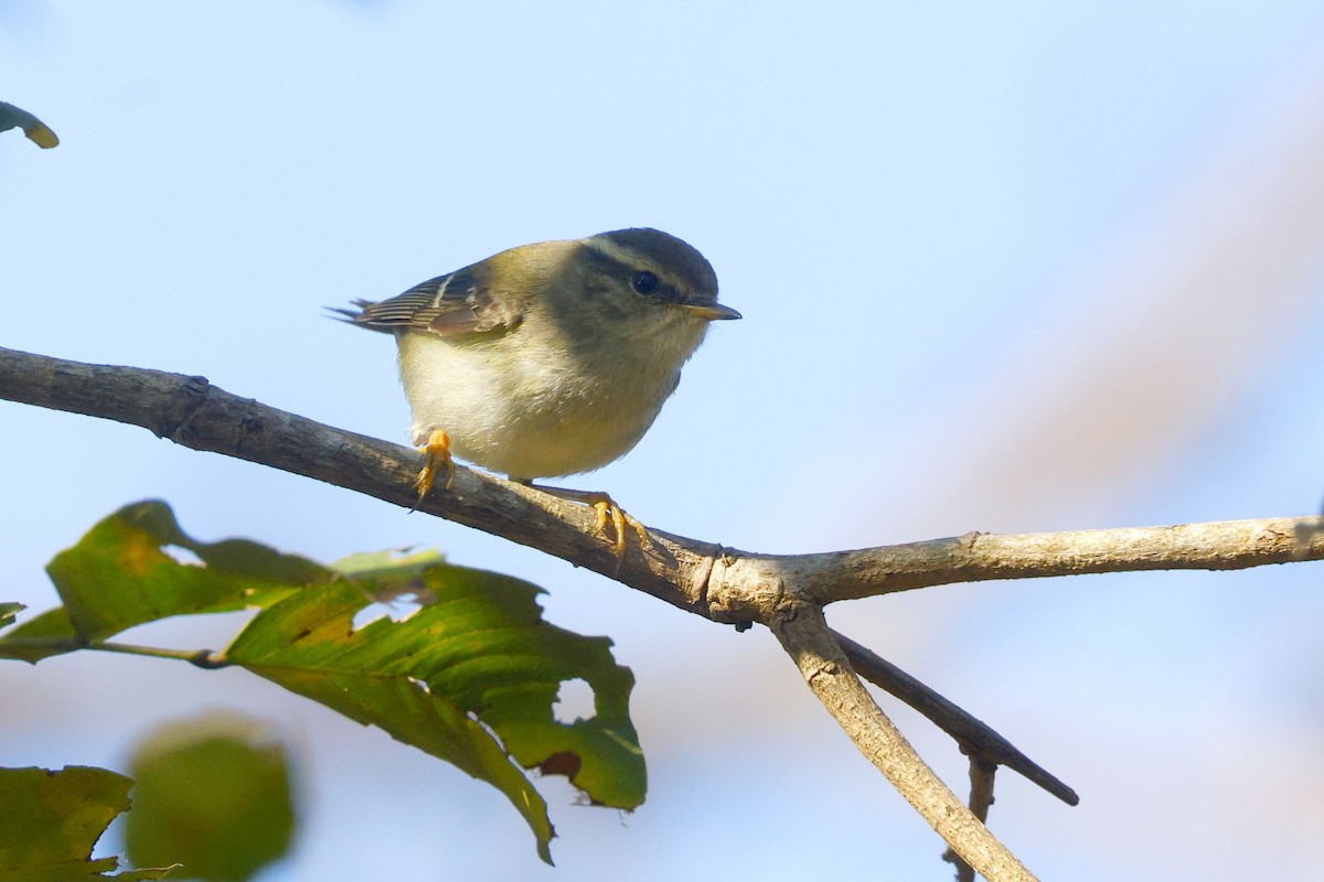 Yellow-browed Warbler - ML646948142