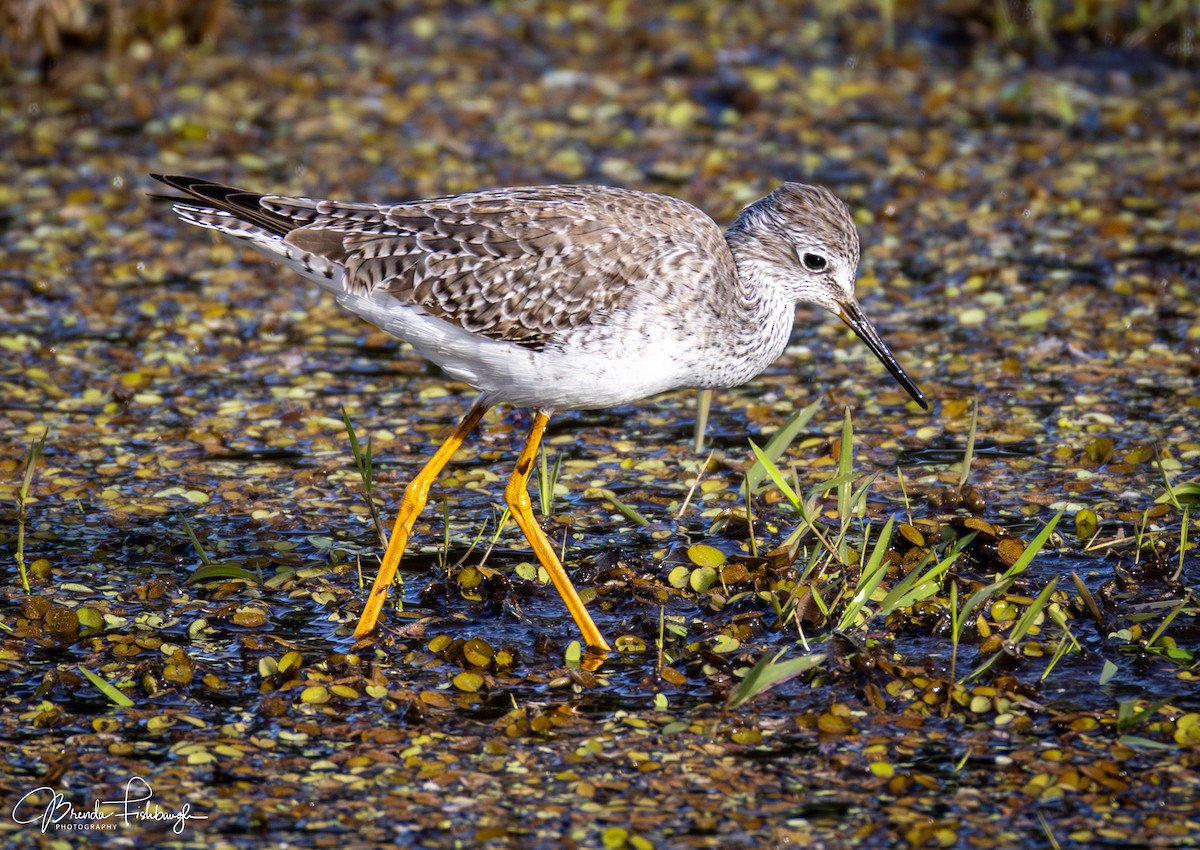 Желтоногий улит - ML646948143