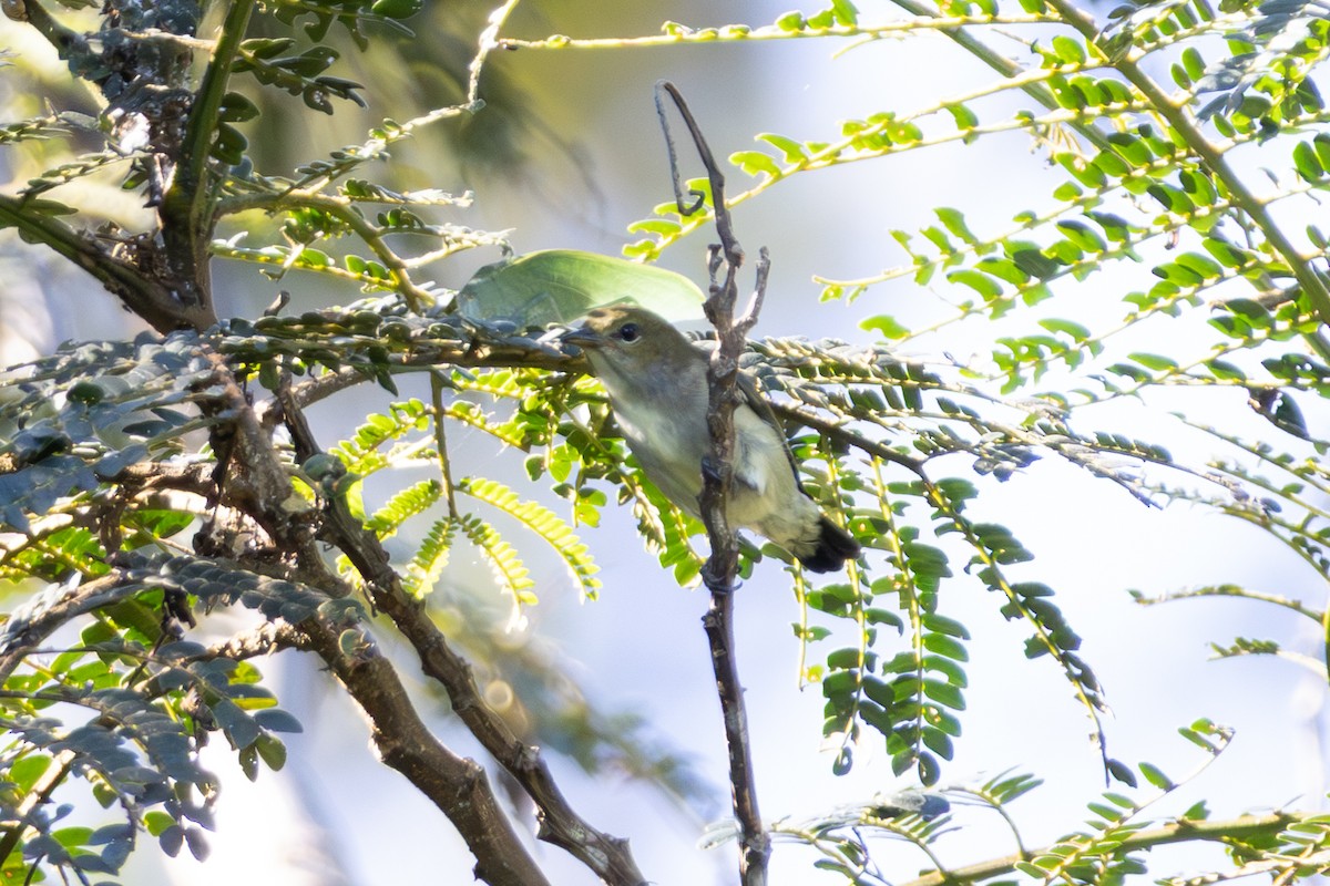 Olive-crowned Flowerpecker - ML646948144