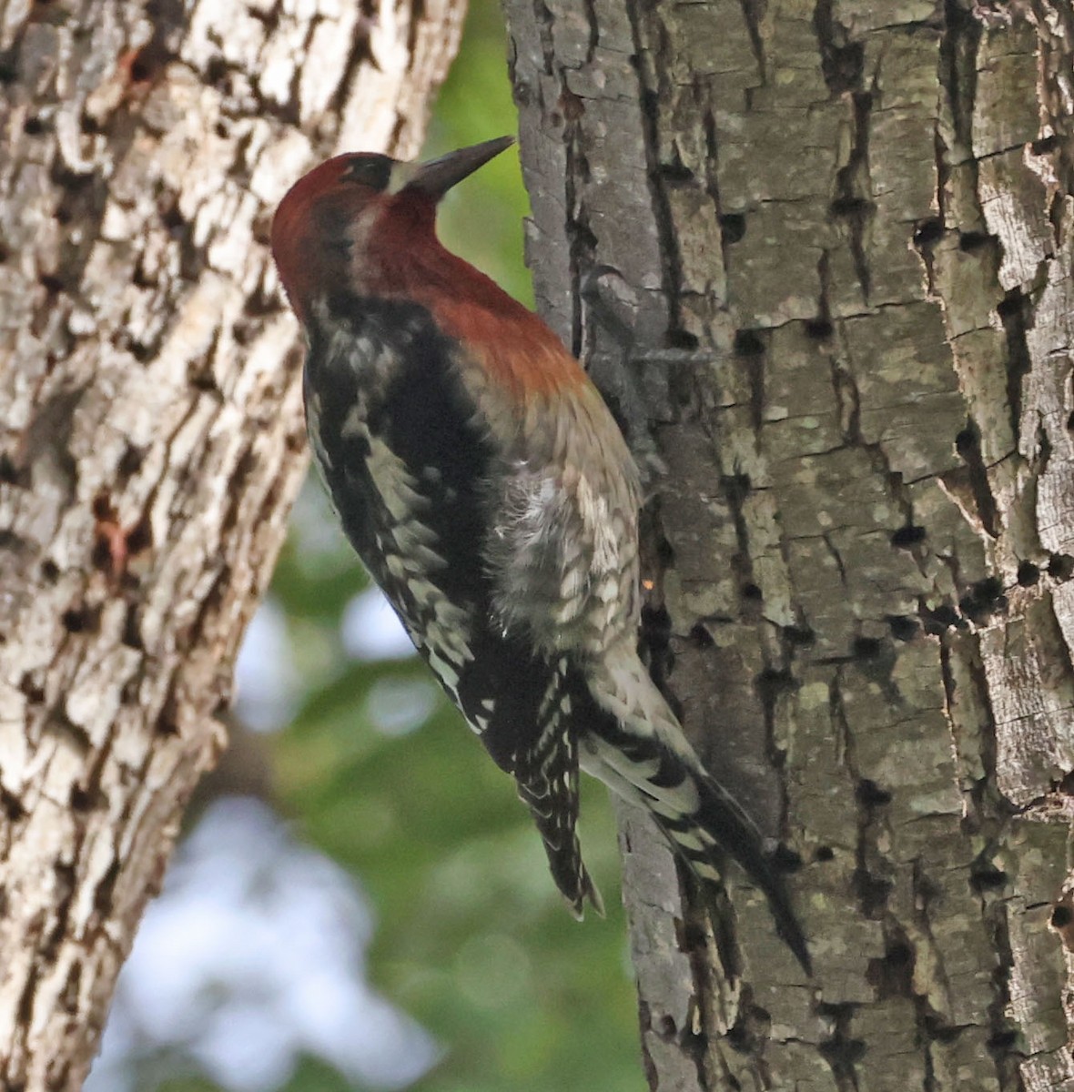 Red-breasted Sapsucker - ML646948145