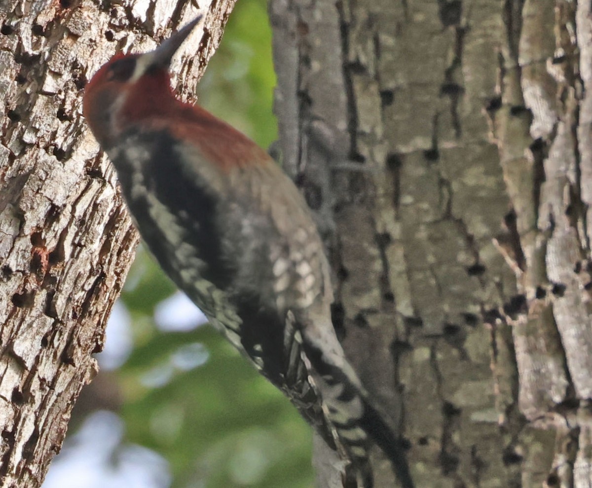 Red-breasted Sapsucker - ML646948146