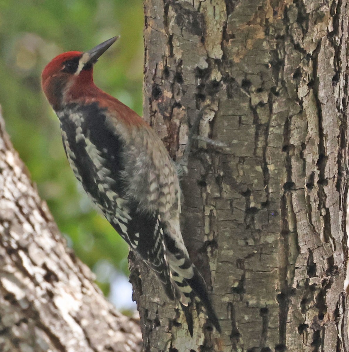 Red-breasted Sapsucker - ML646948147