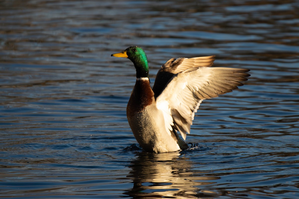 綠頭鴨 - ML646948149