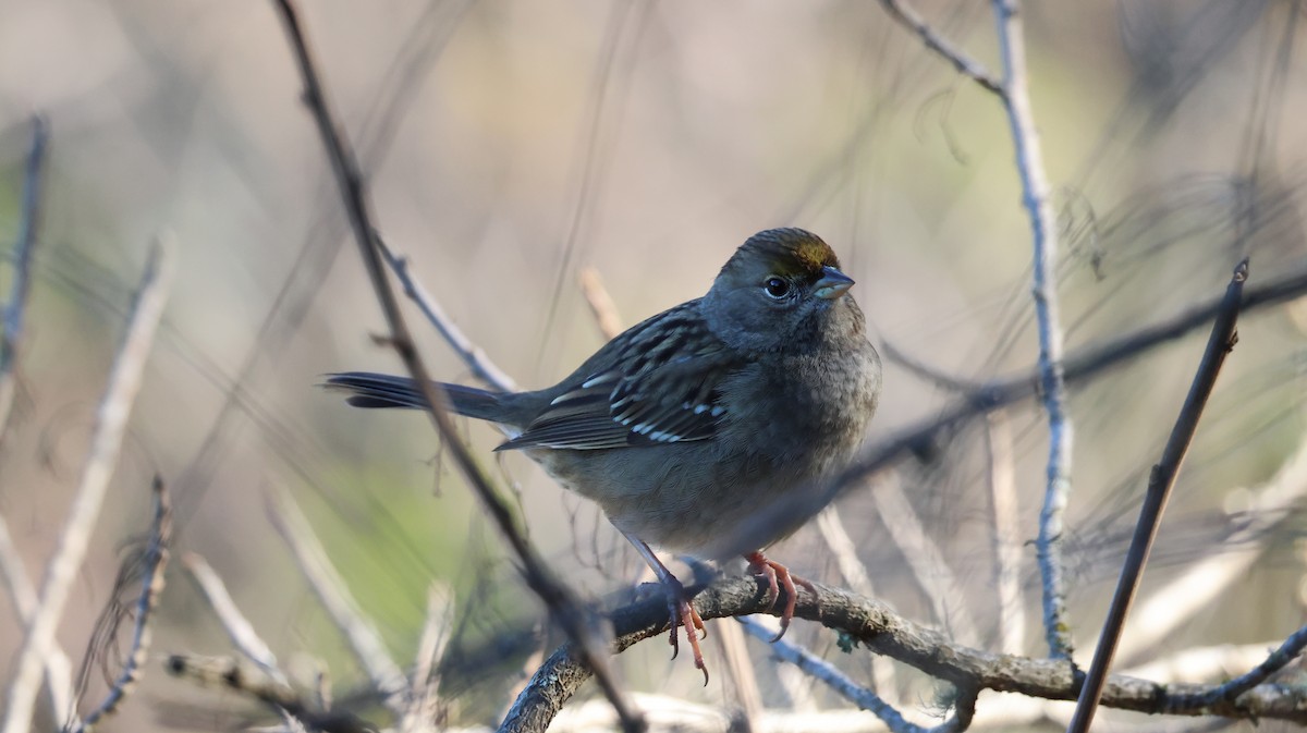 Golden-crowned Sparrow - ML646948151