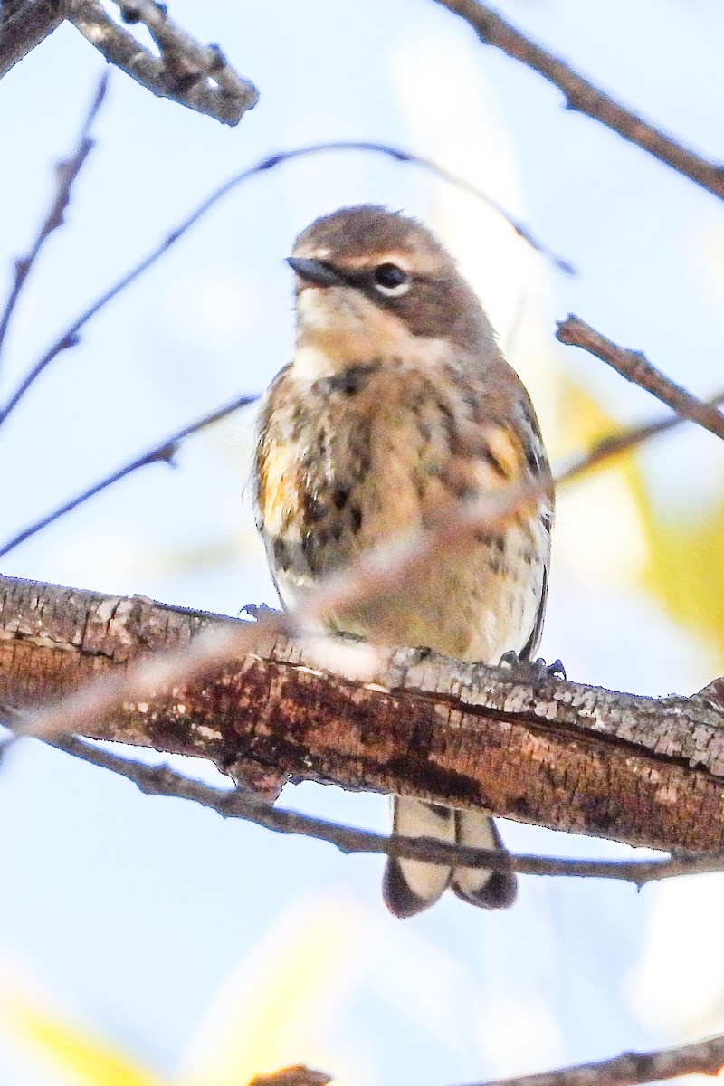 Reinita Coronada (Coronada) - ML646948153