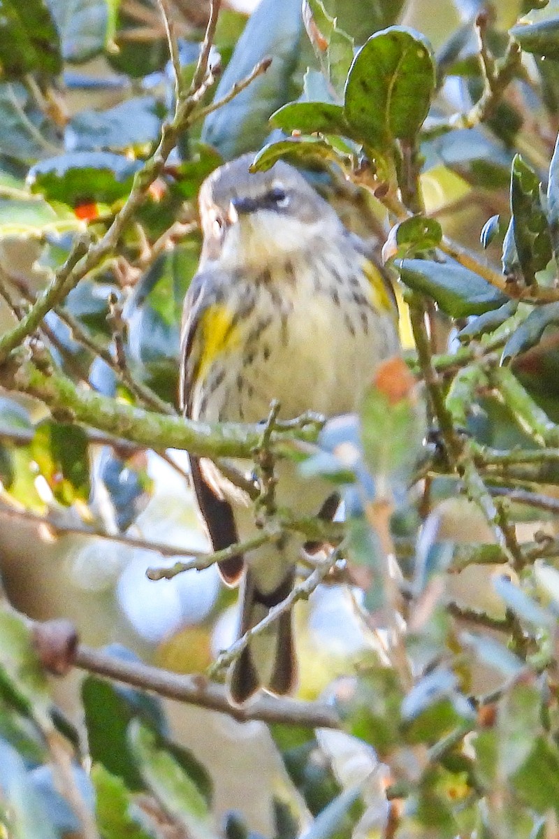 Reinita Coronada (Coronada) - ML646948154