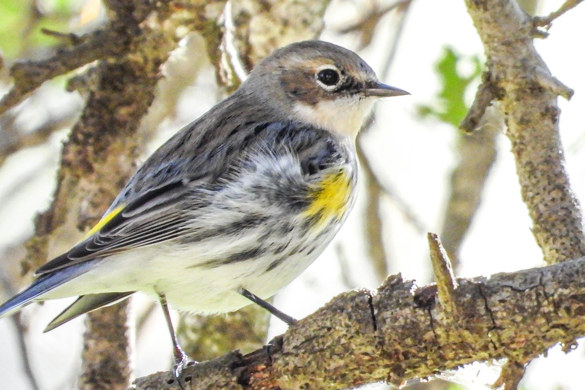 Reinita Coronada (Coronada) - ML646948156