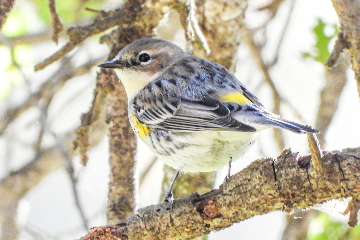 Reinita Coronada (Coronada) - ML646948157