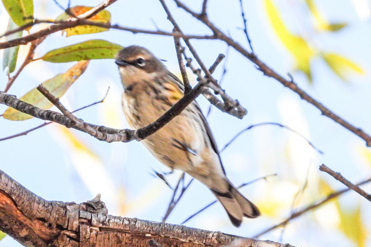 Reinita Coronada (Coronada) - ML646948158