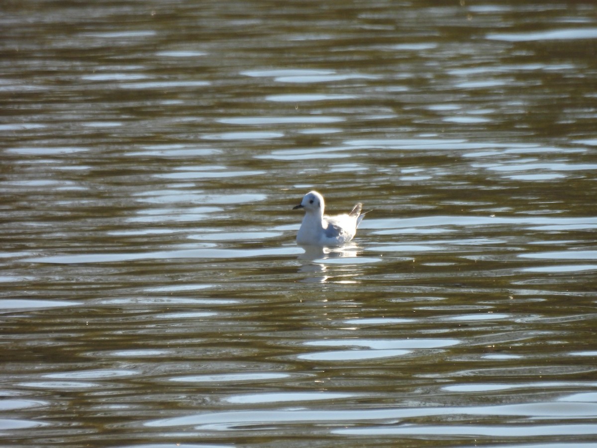 Bonaparte's Gull - ML646948159