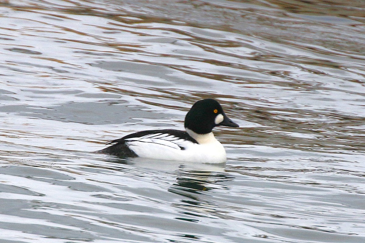 Garrot à oeil d'or - ML646948160