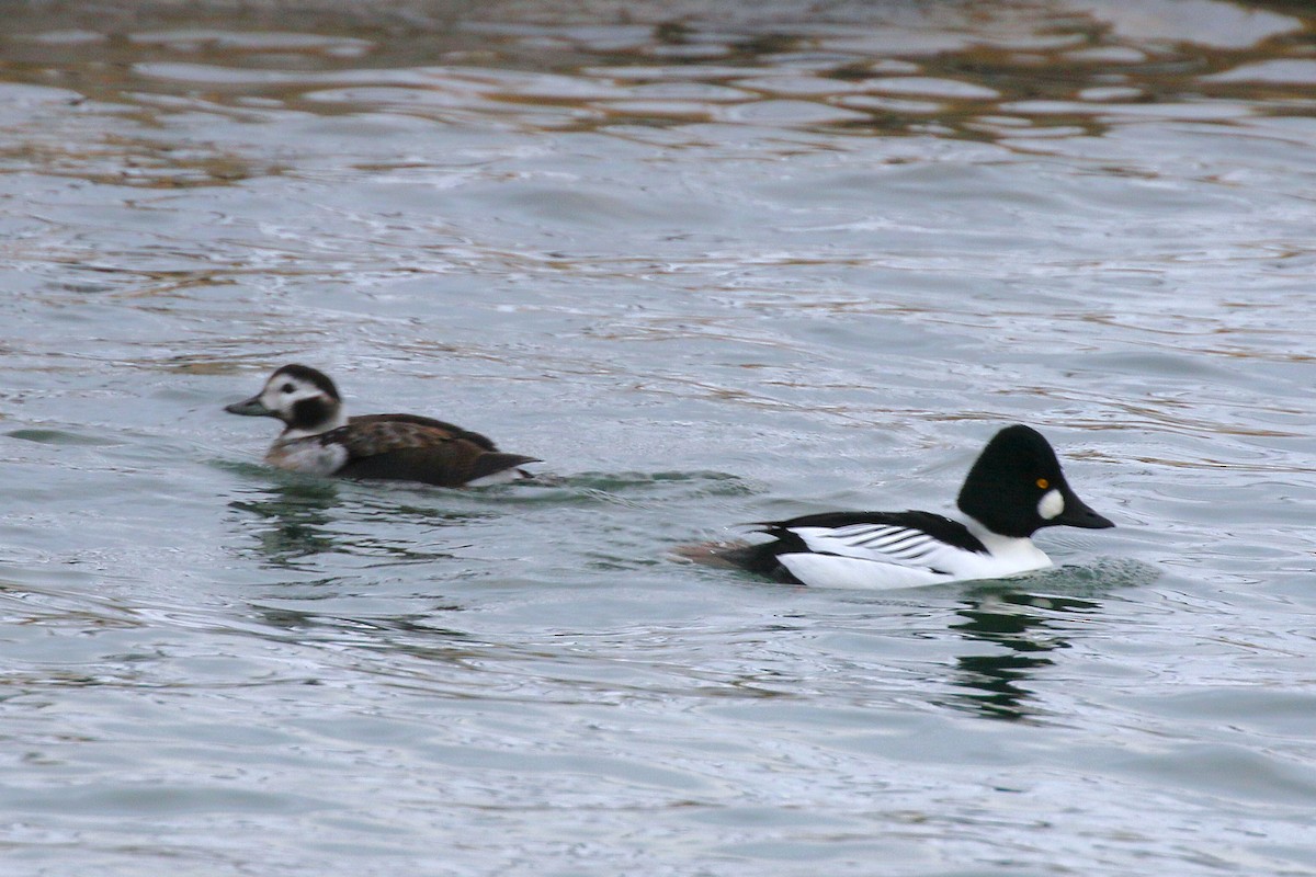 Garrot à oeil d'or - ML646948161