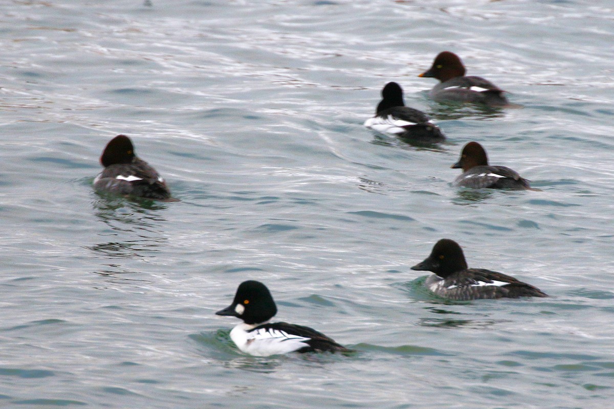 Garrot à oeil d'or - ML646948162