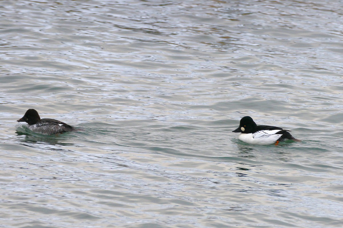 Garrot à oeil d'or - ML646948163