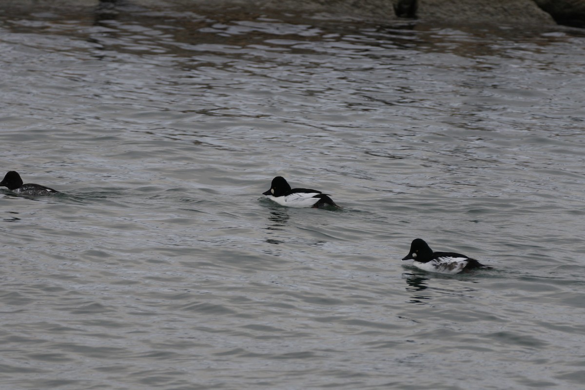 Garrot à oeil d'or - ML646948164