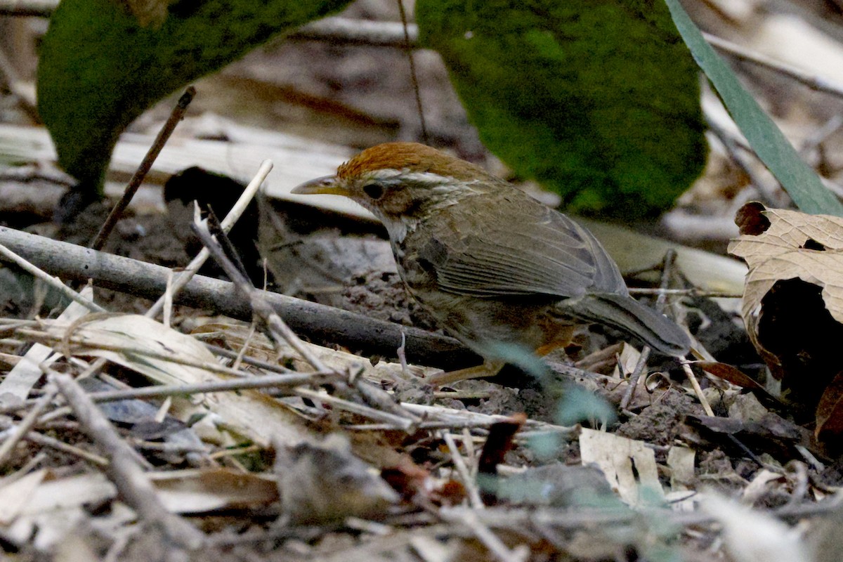 Puff-throated Babbler - ML646948165