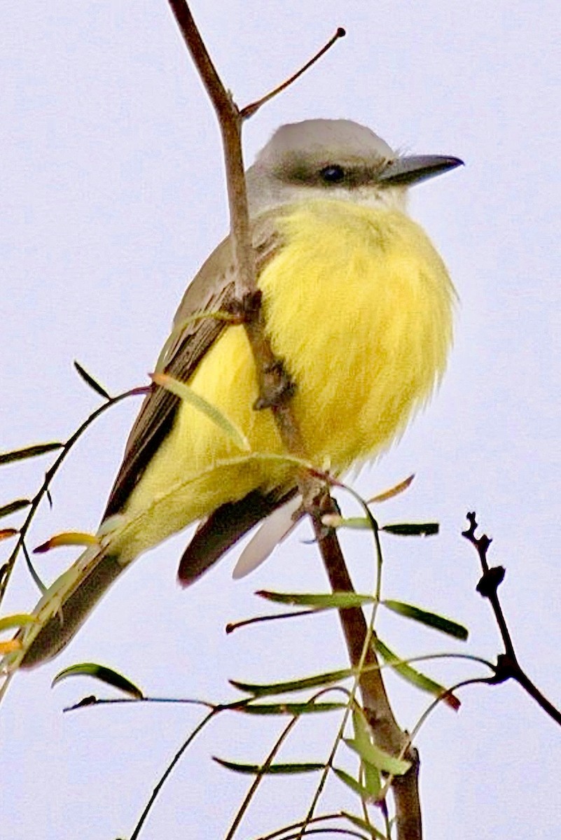 Tirano Silbador - ML646948166