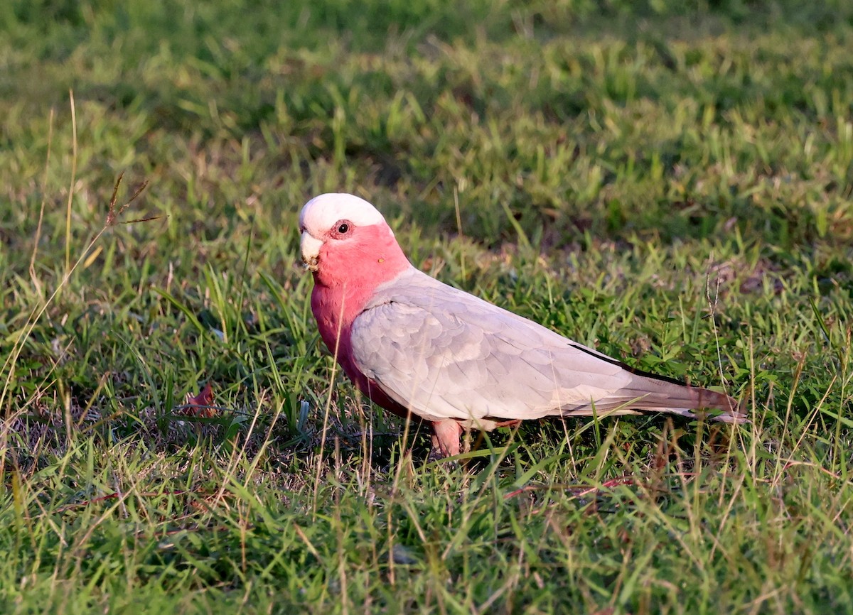 Galah - ML646948167