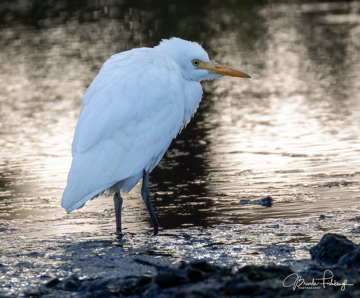 Снежная цапля - ML646948169