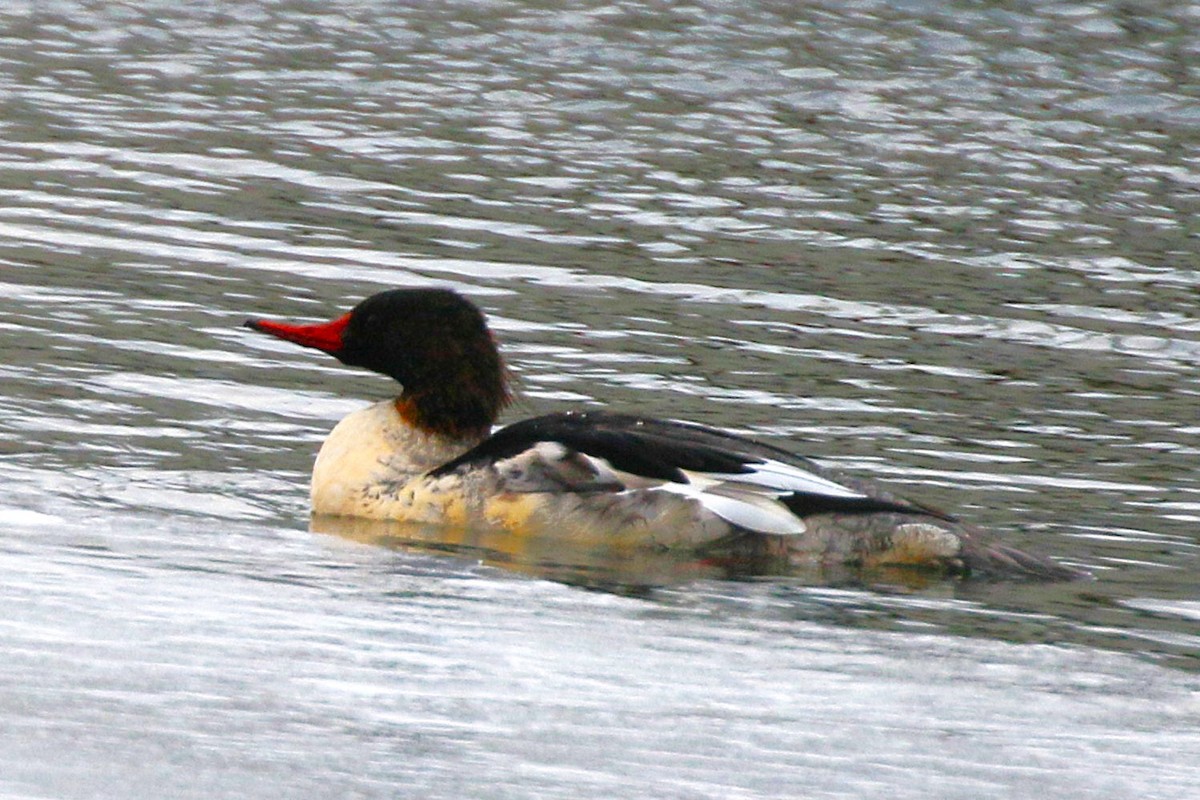 Grand Harle - ML646948170