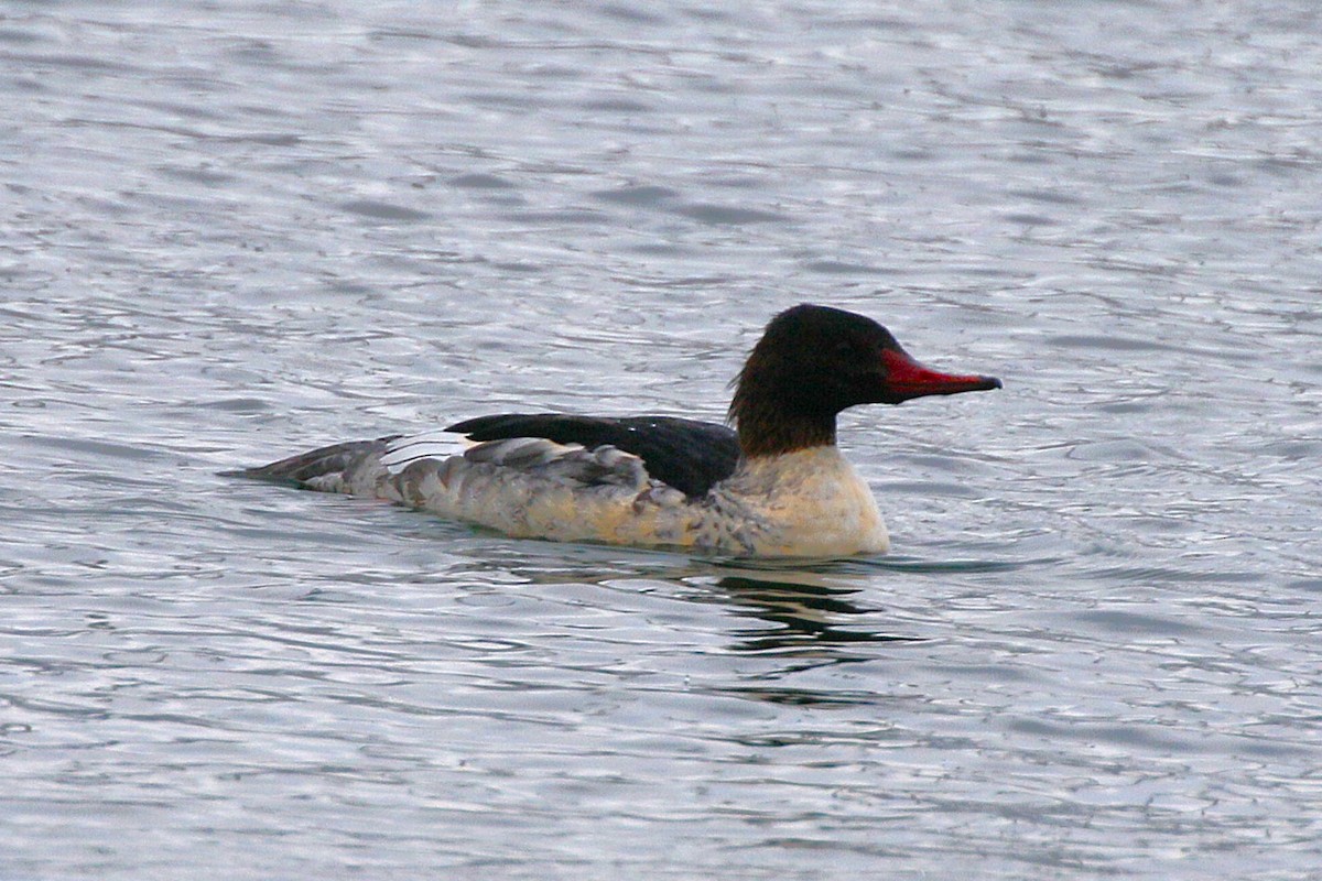 Grand Harle - ML646948171