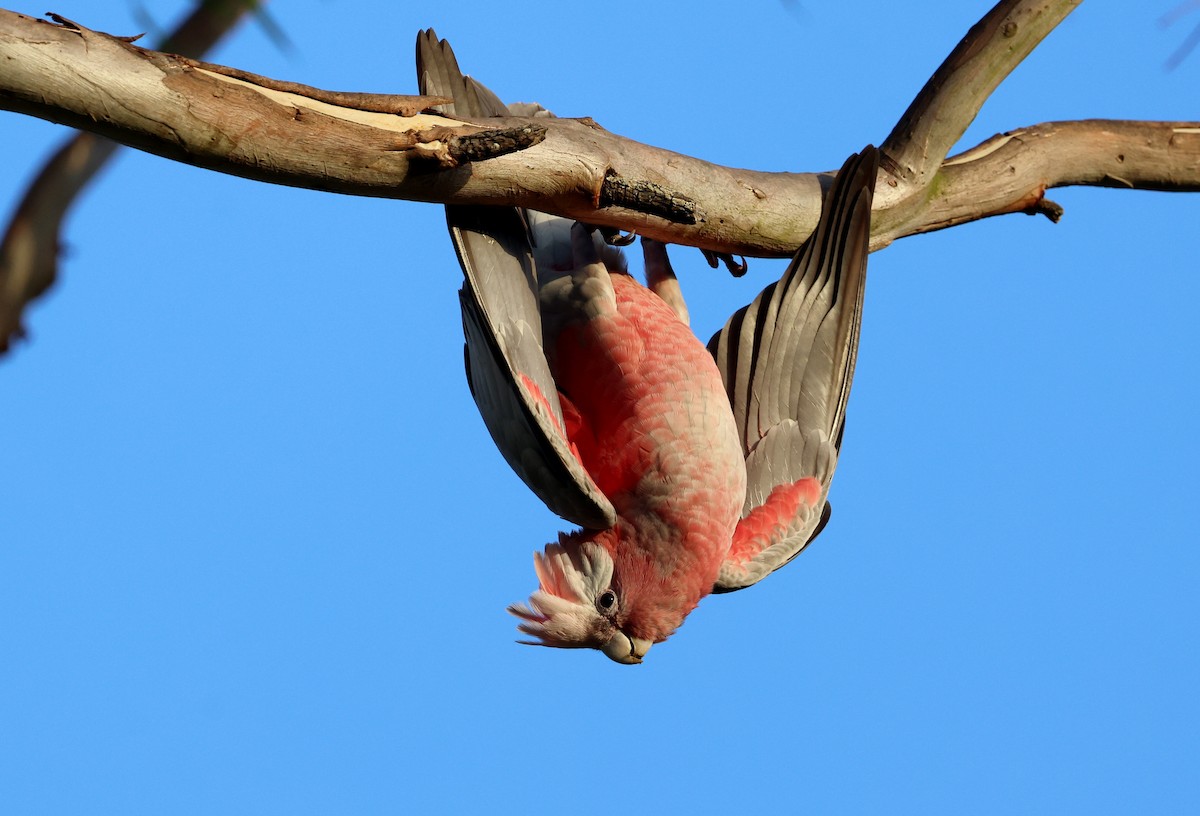 Galah - ML646948172