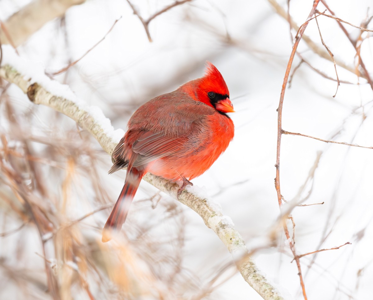 Northern Cardinal - ML646948176