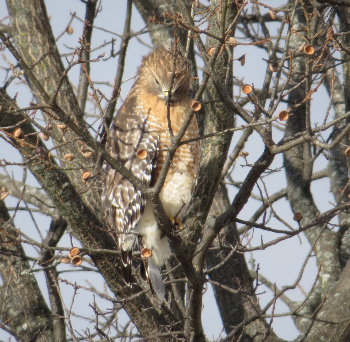 Red-shouldered Hawk - ML646948177