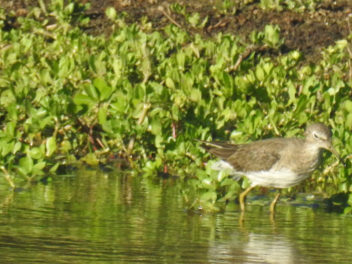 Solitary Sandpiper - ML646948178