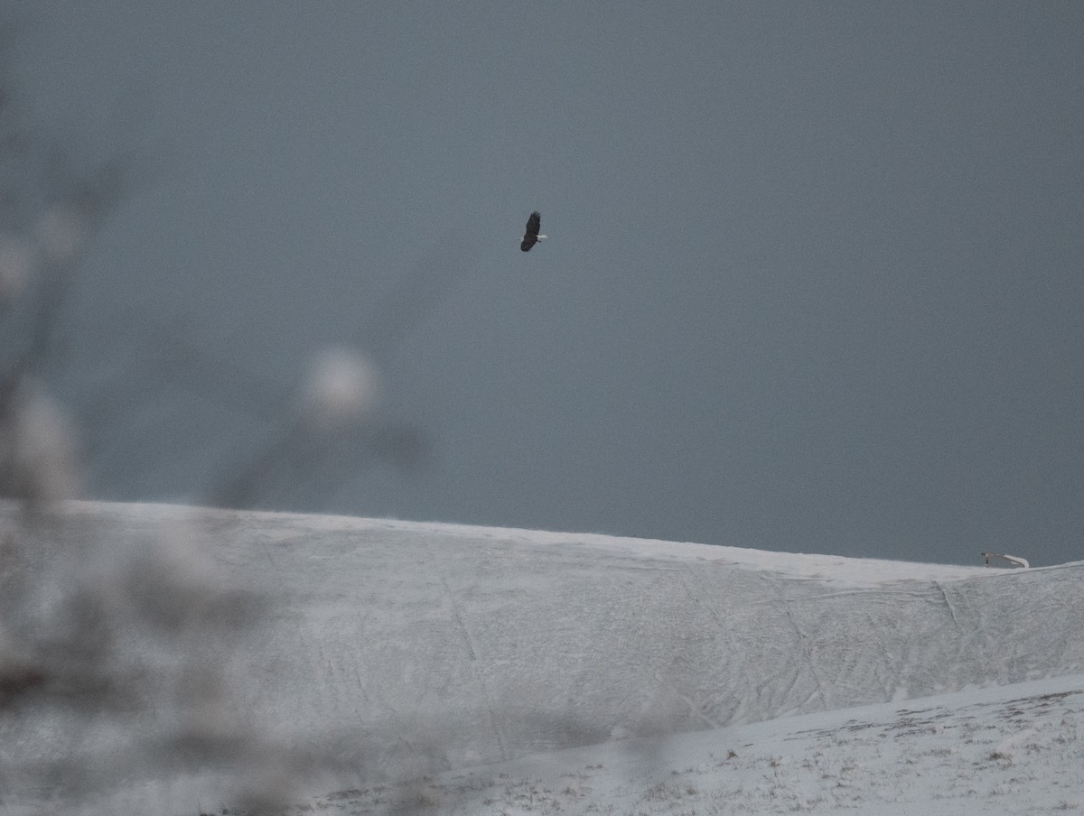 Bald Eagle - ML646948182