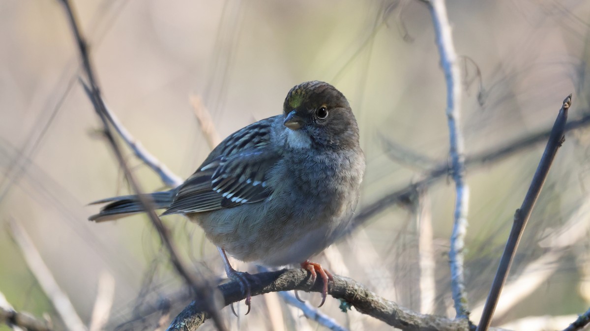 Golden-crowned Sparrow - ML646948183