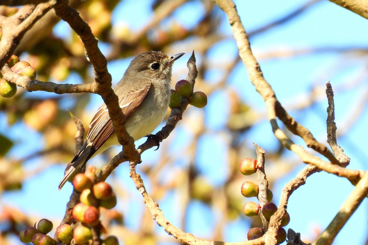 Asian Brown Flycatcher - ML646948185