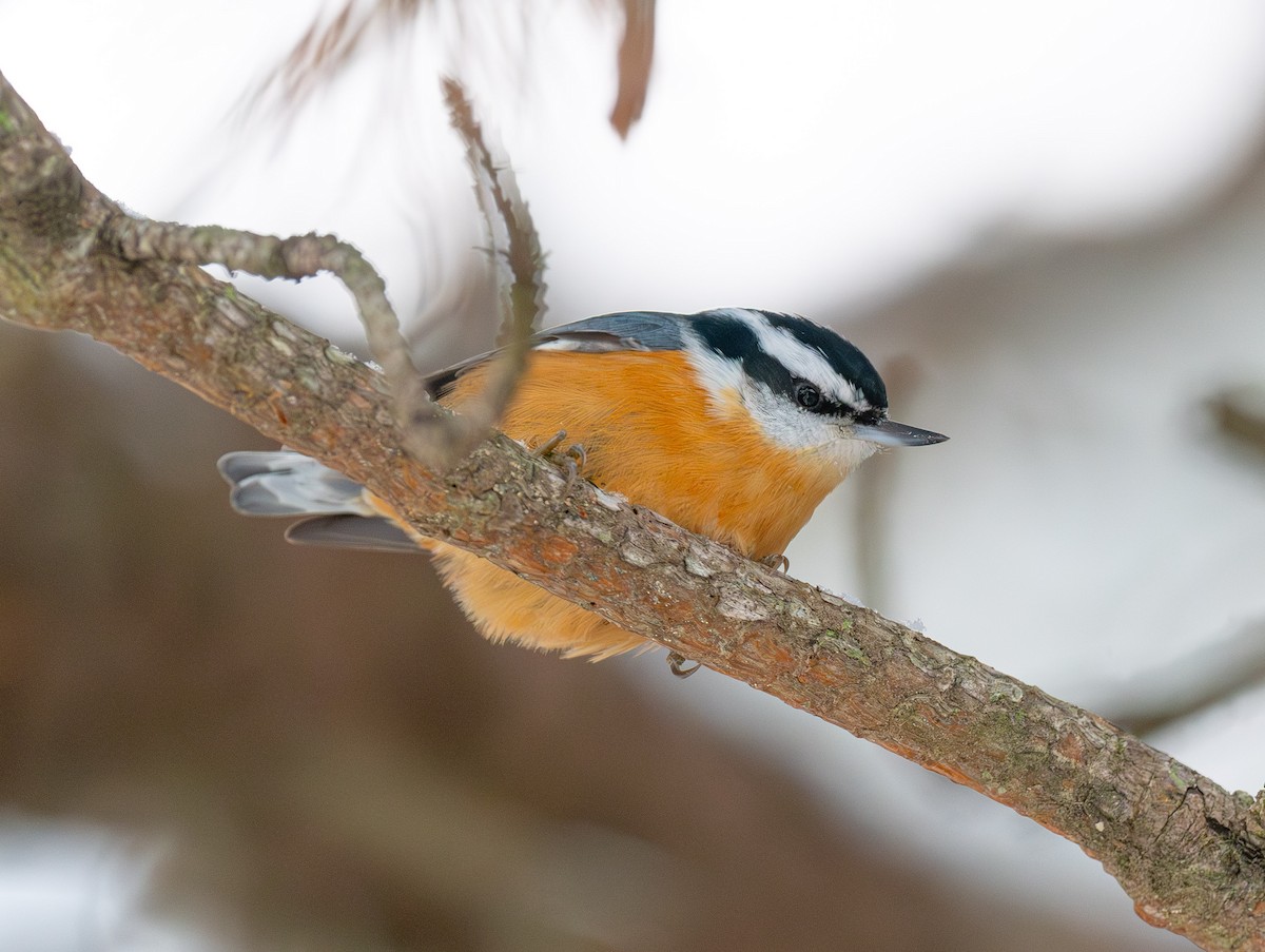 Red-breasted Nuthatch - ML646948186