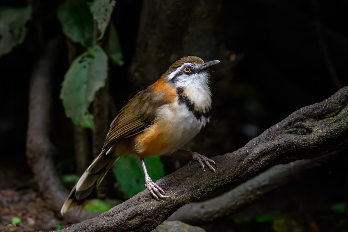Lesser Necklaced Laughingthrush - ML646948187