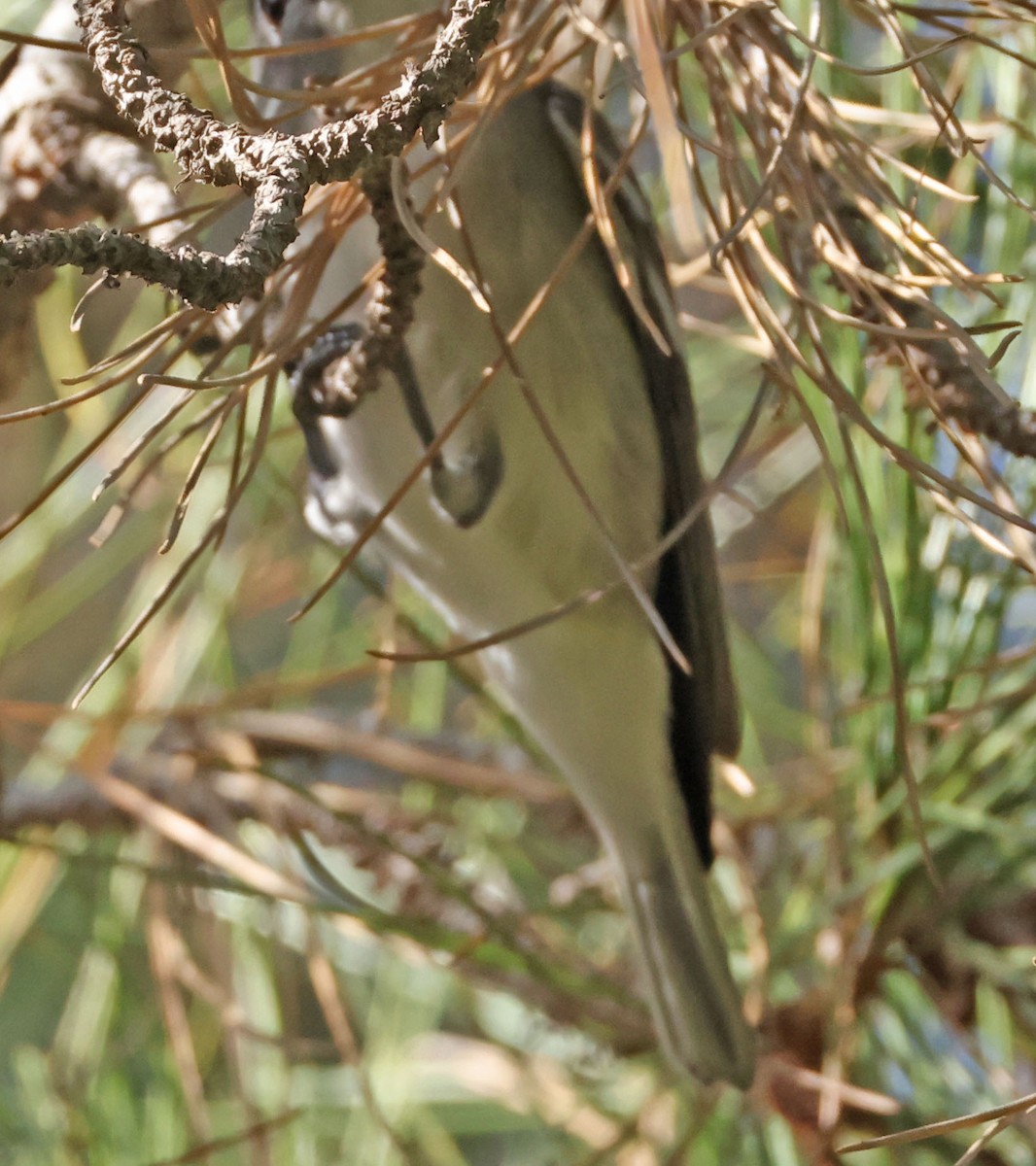 Plumbeous Vireo - ML646948189