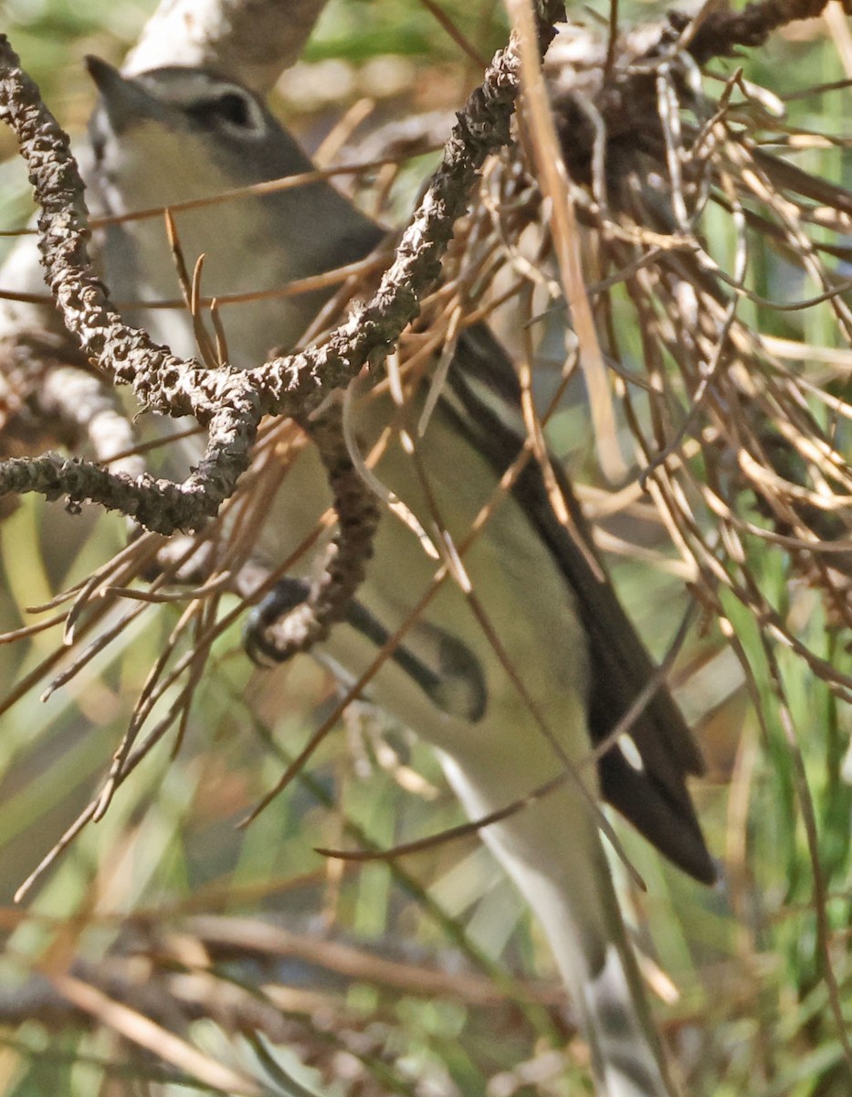 Plumbeous Vireo - ML646948190