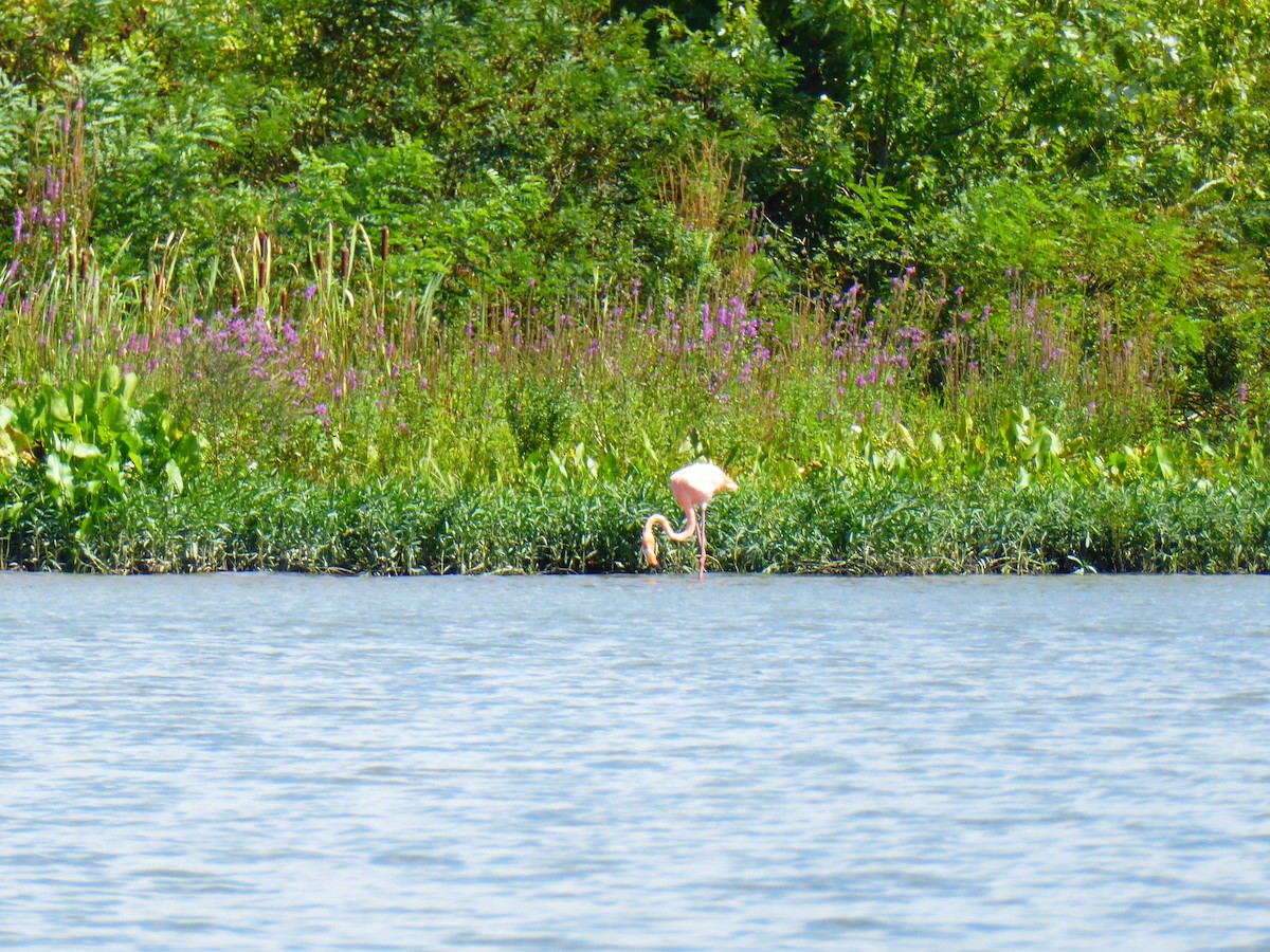 American Flamingo - ML646948195