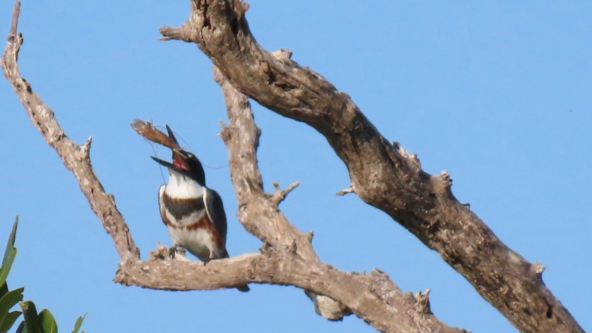 Belted Kingfisher - ML646948196