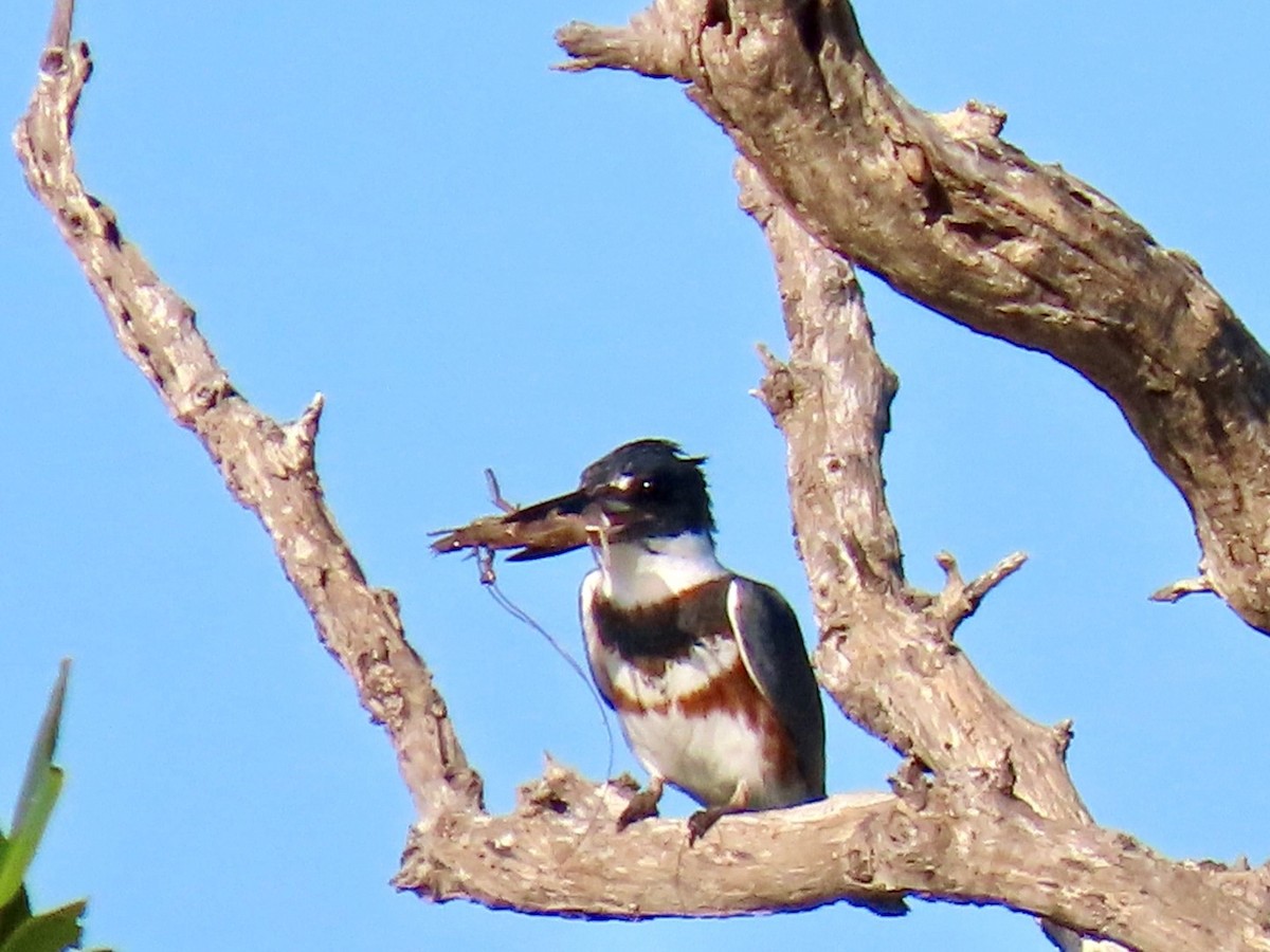 Belted Kingfisher - ML646948197
