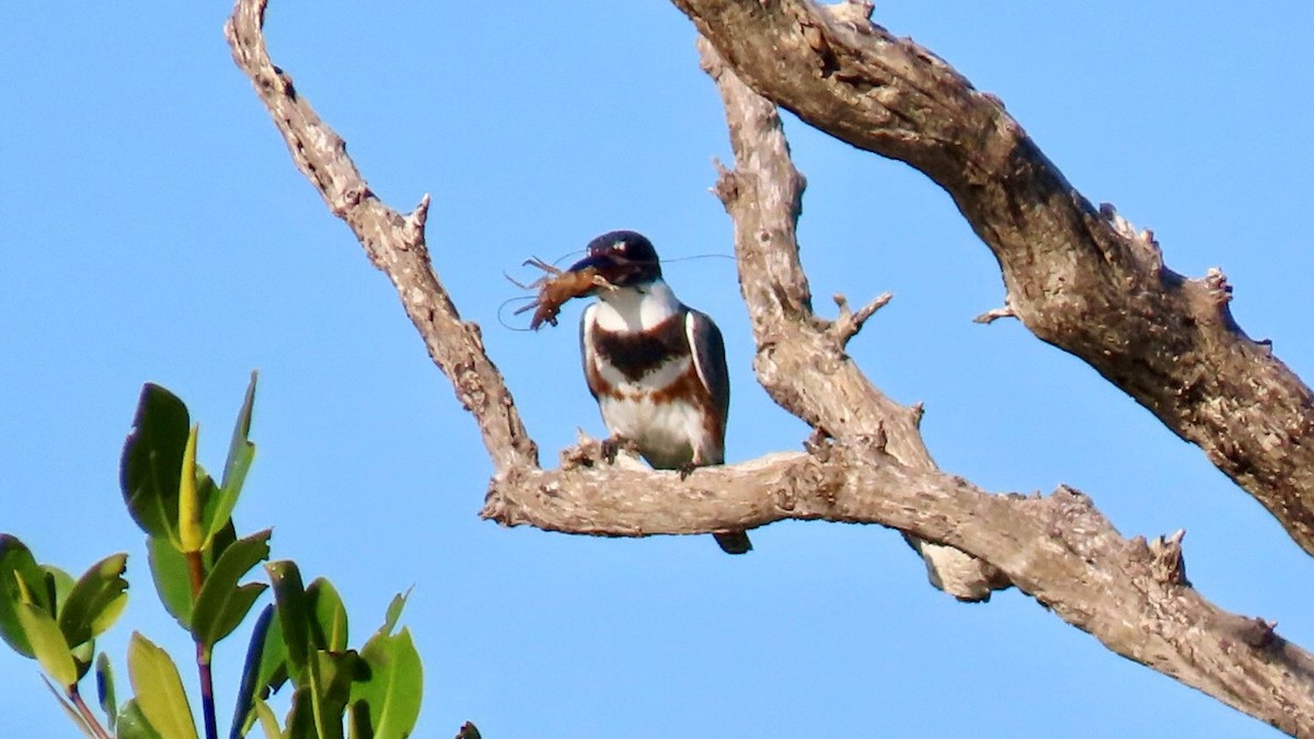 Belted Kingfisher - ML646948198