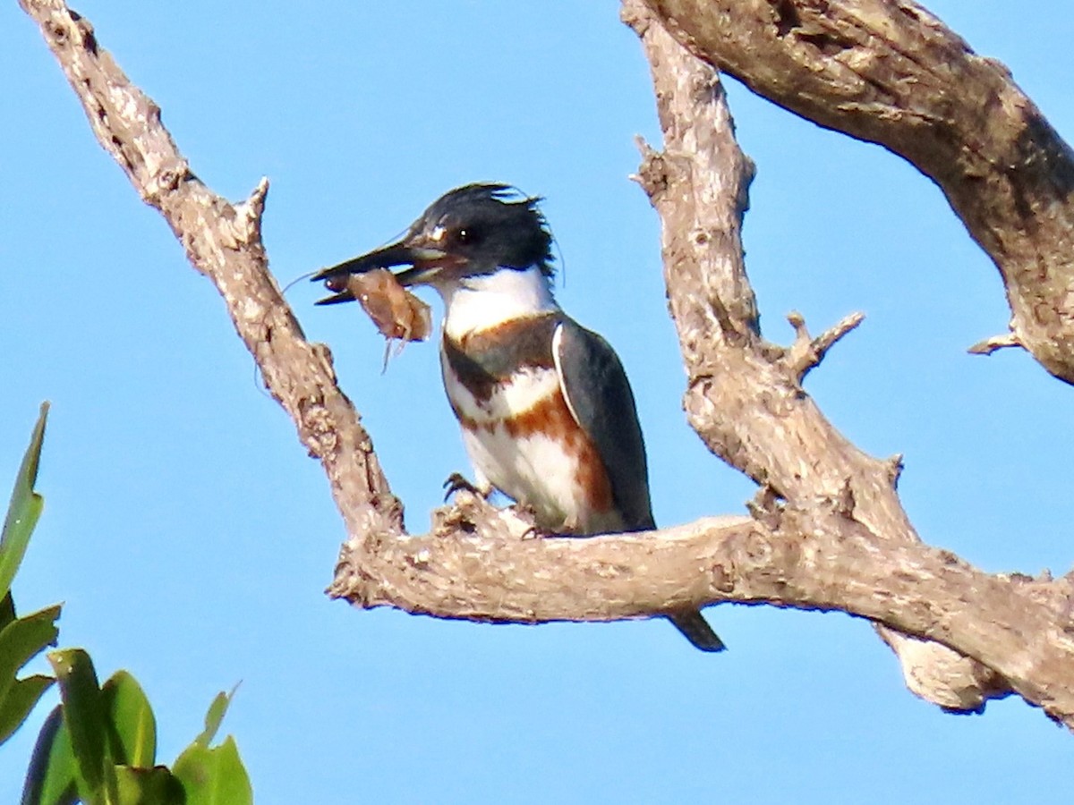 Belted Kingfisher - ML646948199