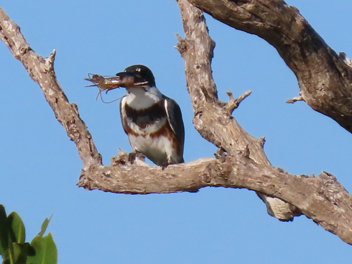Belted Kingfisher - ML646948200