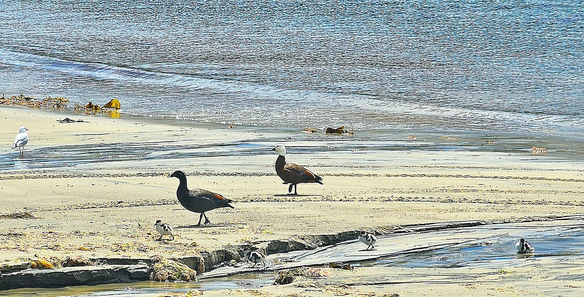 Paradiesgans - ML646948202