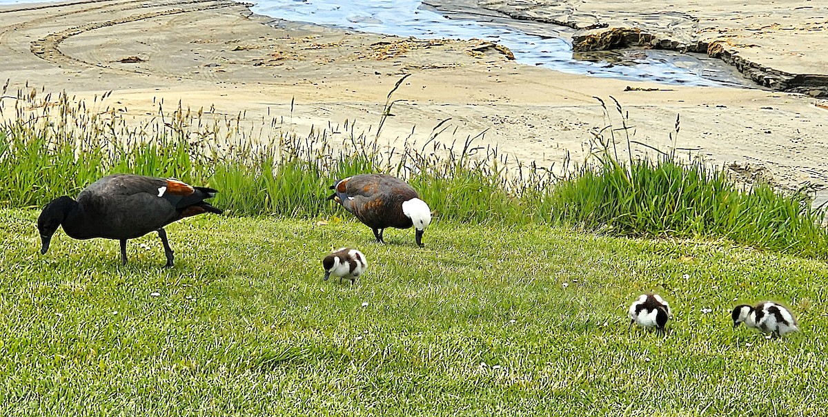 Paradiesgans - ML646948203