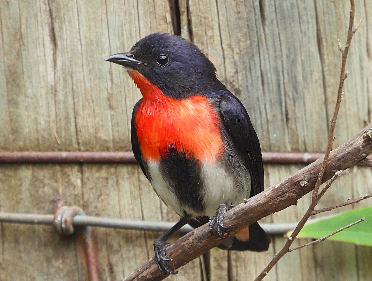 Mistletoebird - ML646948204