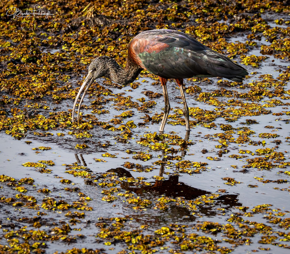 Каравайка - ML646948205