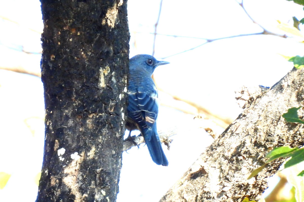 Blue Rock-Thrush - ML646948207
