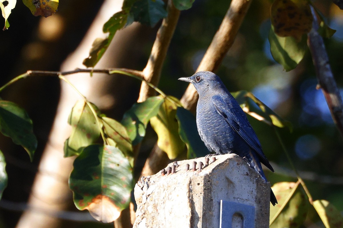 Blue Rock-Thrush - ML646948208